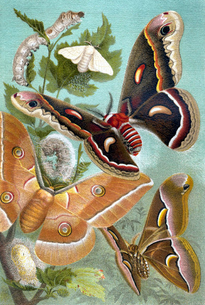 Jedwabniki różnych gatunków: biały jedwabnik morwowy, ciemna ćma cecropia, brązowo-rudy jedwabnik dębowy, brązowy jedwabnik Eri